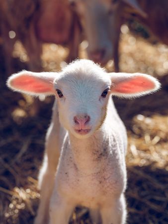Cute little lamb on farm yard