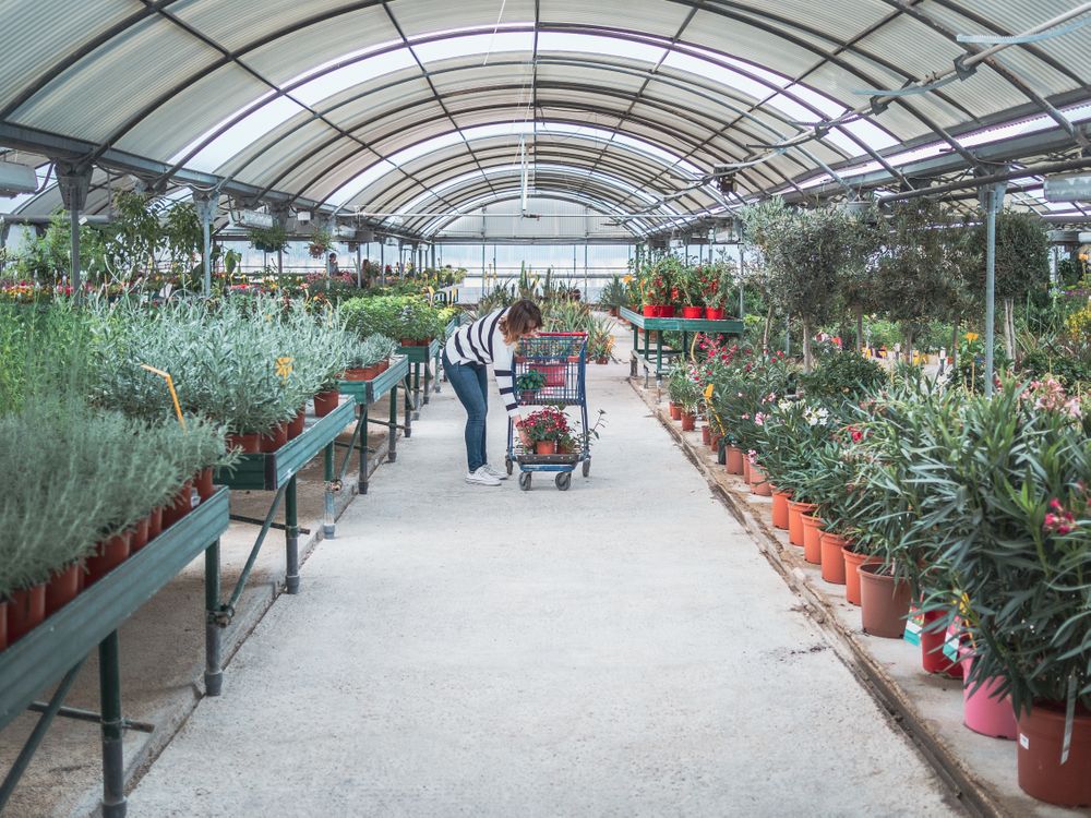 Female customer choosing flowers in greenhouse