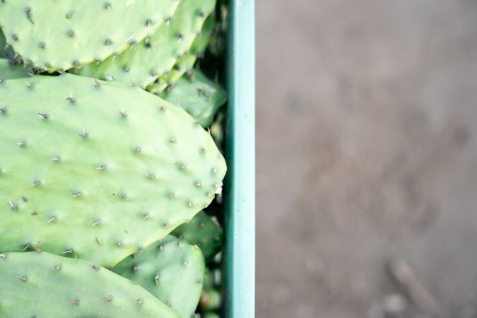 Some harvested nopales are stacked inside of a crate
