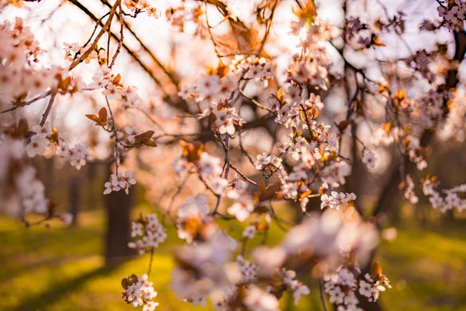 Cherry blossom tree in the woods at dusk