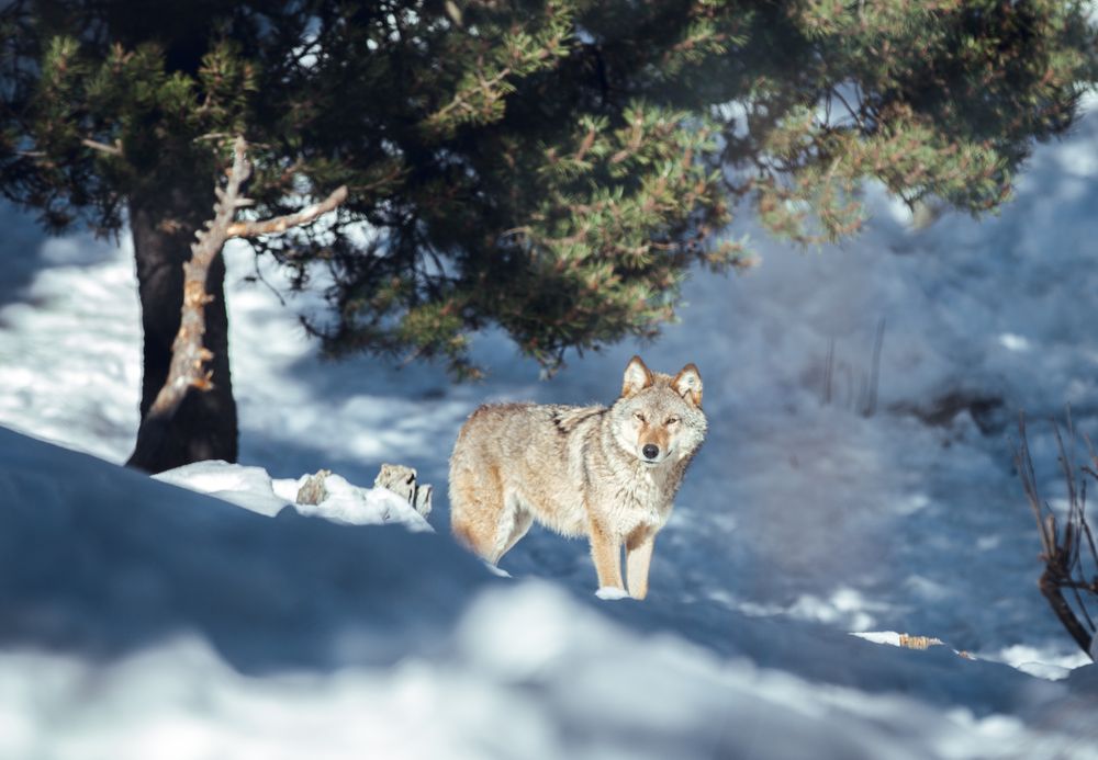 Wolf on hill near stones and snow
