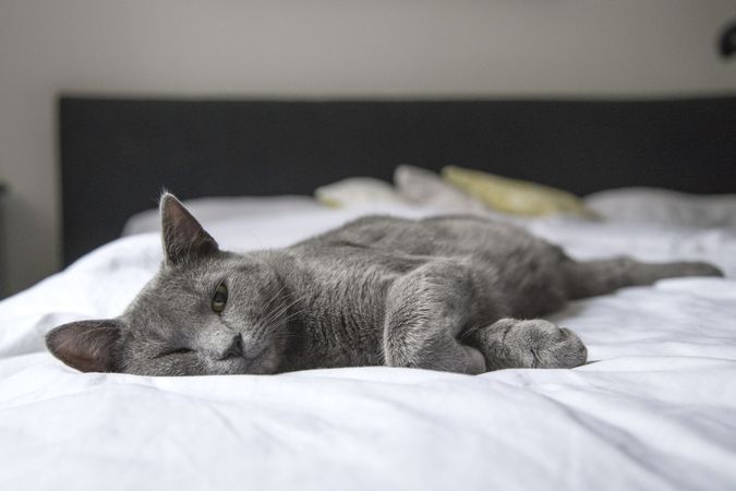 Russian blue cat lying on bed
