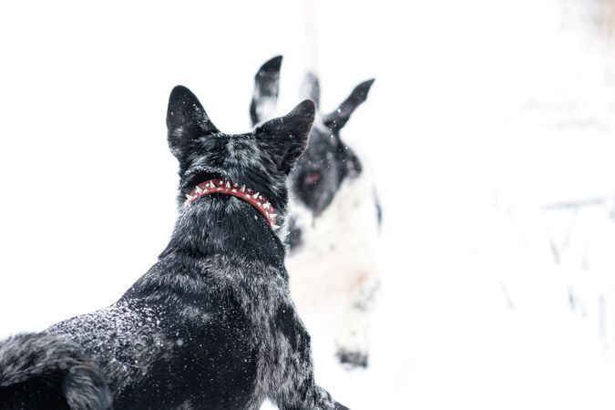 Snowy Dog Duo
