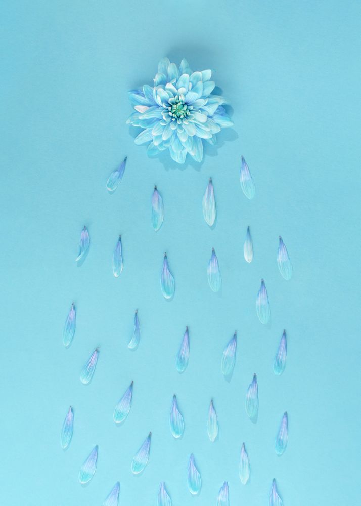 Blue flower raining petals on blue background