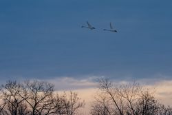 Trumpeter Swans in flight at sunrise in McGregor, Minnesota
