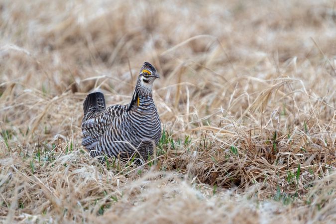 A male Prairie Chicken on the booming grounds at Hamden Slough National Wildlife Refuge in Hamden Township, Minnesota