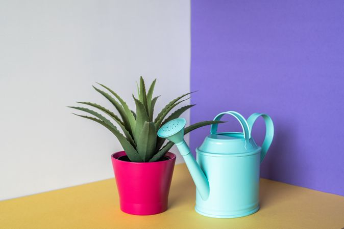 Aloe vera plant in a multicolor background