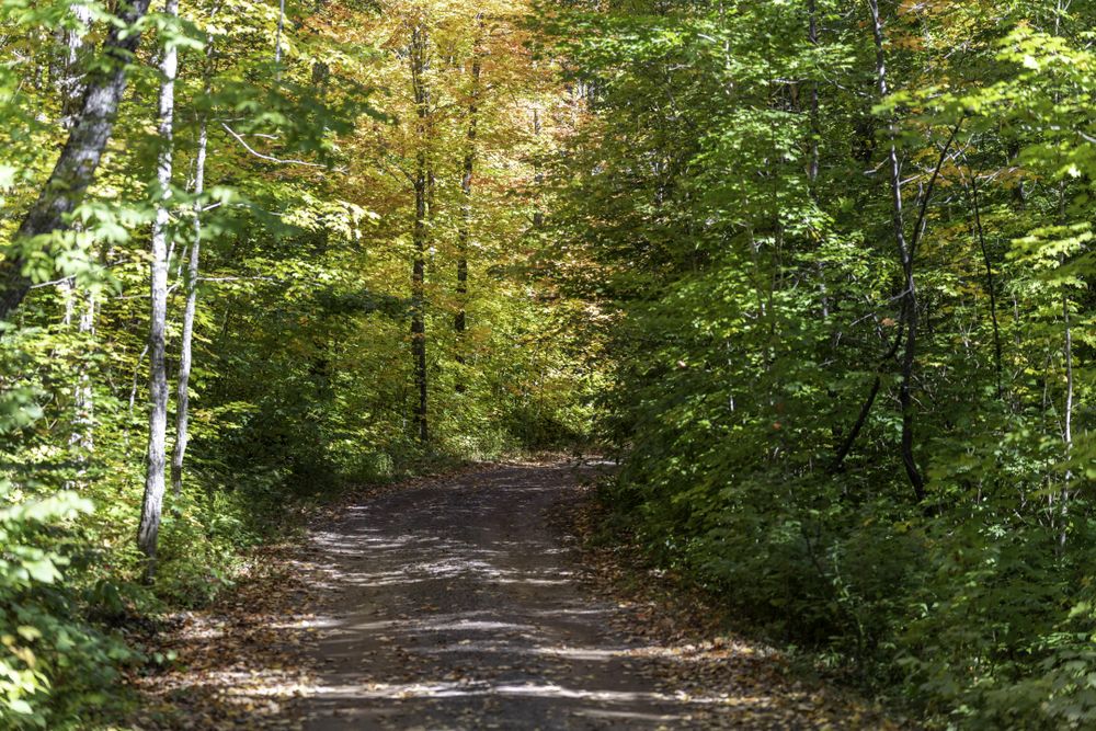 Autumn leaves on Barker Lake Road in Lutsen, Minnesota