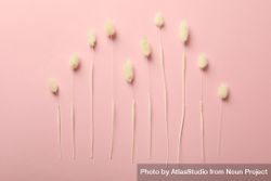 Artful arrangement of dried bunny tail on pink background 5oJEx0