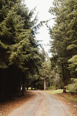 Landscape of forest road