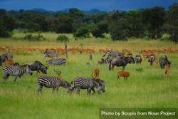 Group of zebras and African deer on green grass field 5ryWP0