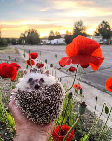 Person holding hedgehog near red flowers