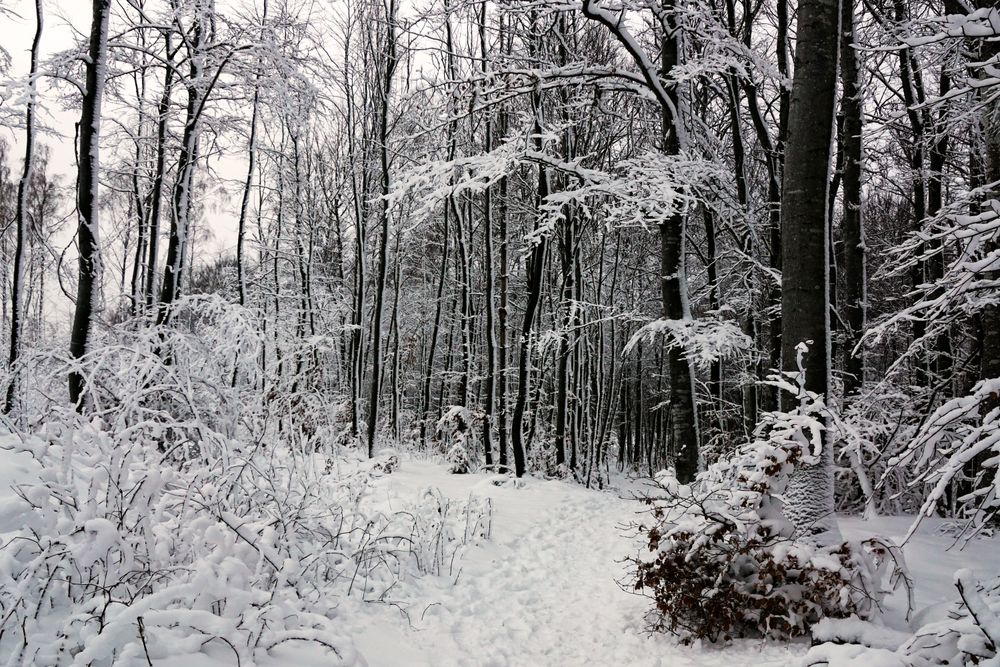 Winter forest with snowy trees