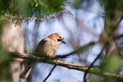 Brown Eurasian jay on tree branch