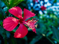 Shoeblackplant flower