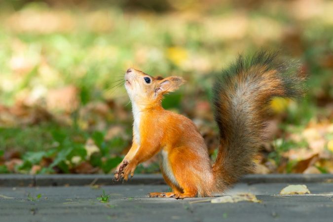 Brown squirrel on brown wooden surface