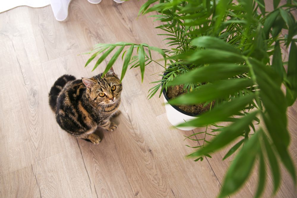 The cat is lying on the floor in the room.