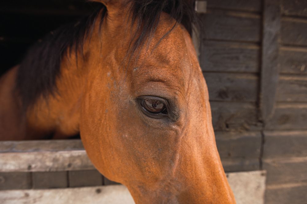 Brown horse in wooden stable