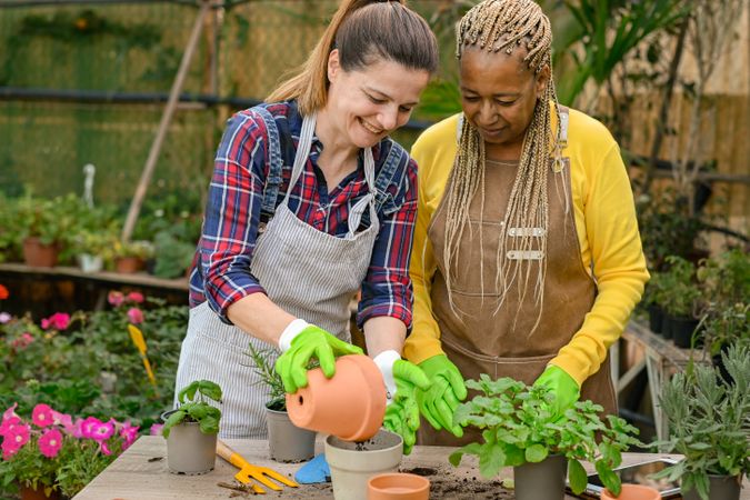 Happy multiethnic gardeners transplanting plants in hothouse