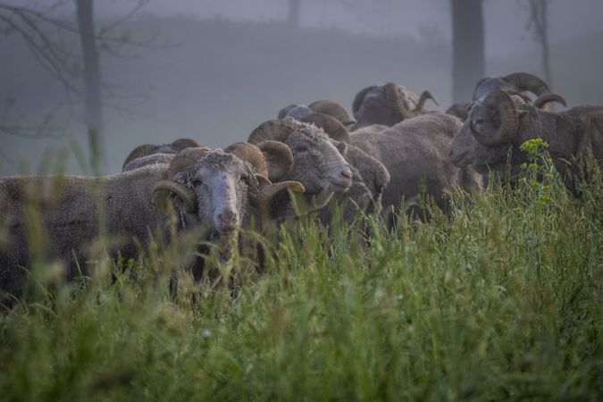 Group of Saxon ewes stand together in a field