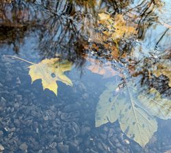 Leaves under water