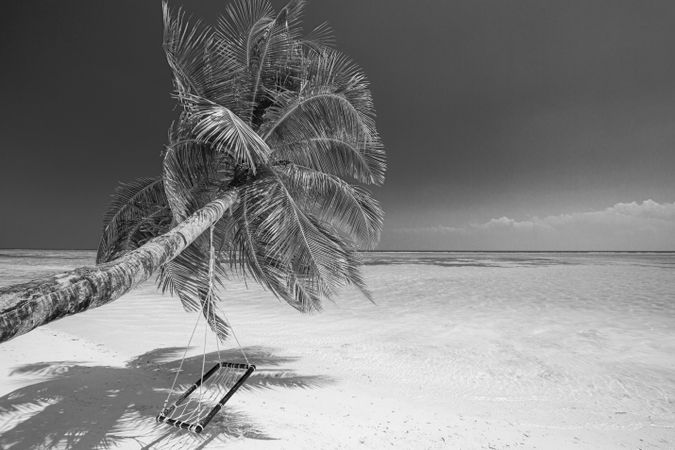 Leaning palm tree on a tropical beach, monochrome