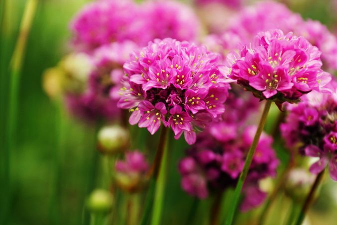 Bright pink flowers growing in park