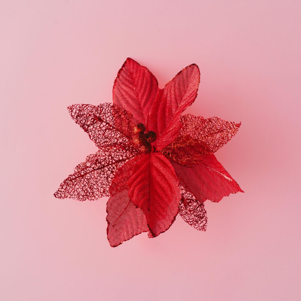 Artificial red poinsettia on pink background