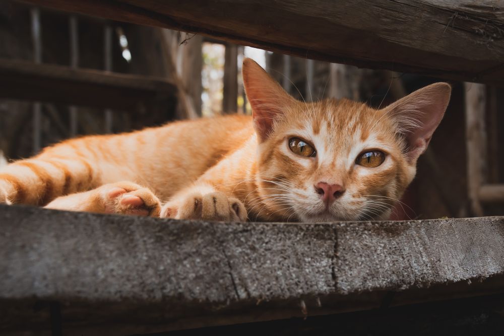 Orange tabby cat lying on dark concrete floor