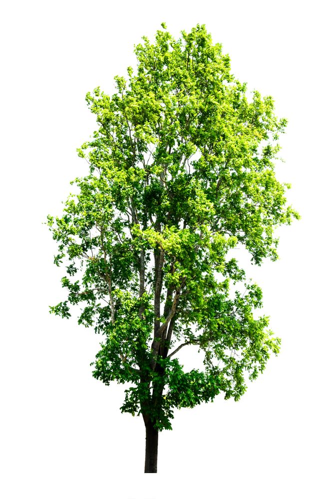 Trees isolated on blank background