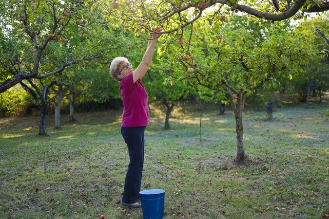Mature woman in a pink shirt and dark blue pants picking apples from a tree, on a sunny day in an orchard.