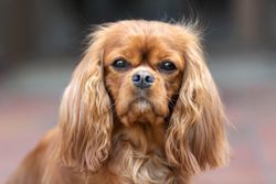 Close up portrait of cavalier spaniel face