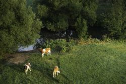 Cows grazing at sunrise on green pasture