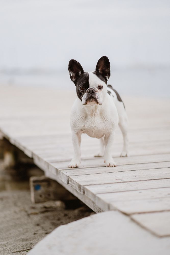 Cute dog on pier near sea