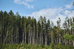 Forest under a blue sky with clouds