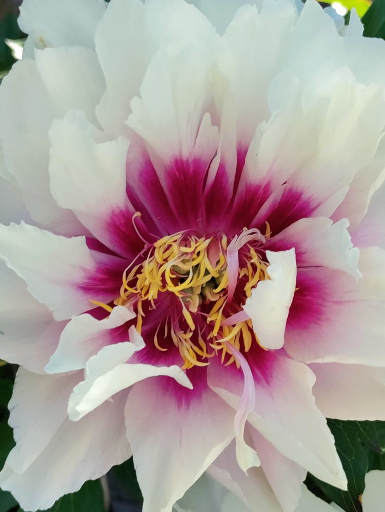 Itoh peony cora louise purple flower