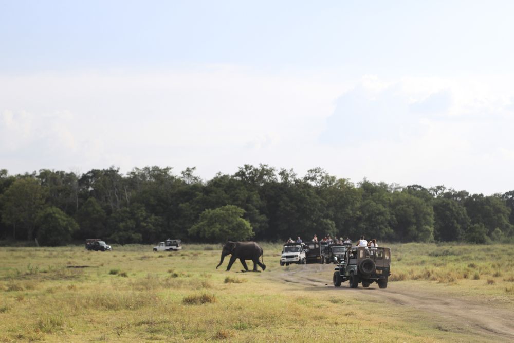 Elephant walking on nature