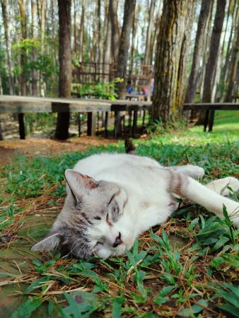 cat sleeping in the garden