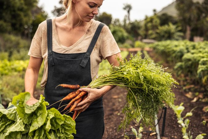Woman farmer holding freshly picked carrots in her garden