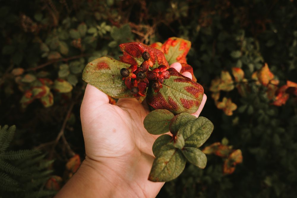 Wild poisonous ripe belladonna berries on red flower heads