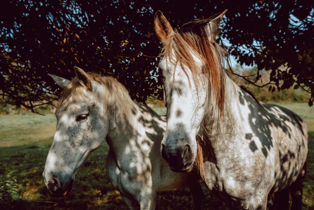Horses pasturing on meadow