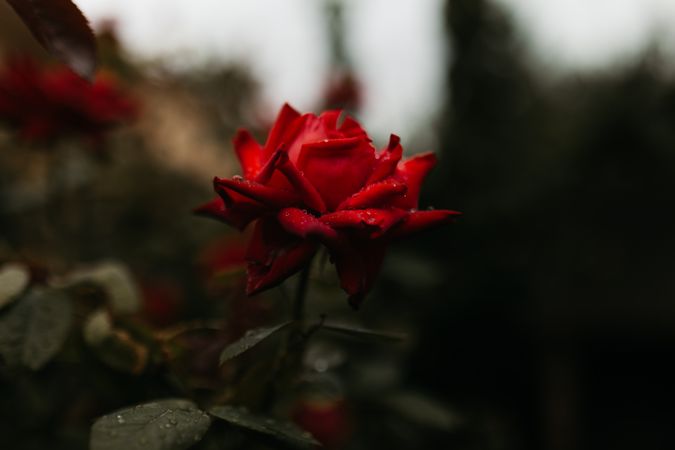Wet scarlet rose growing in garden