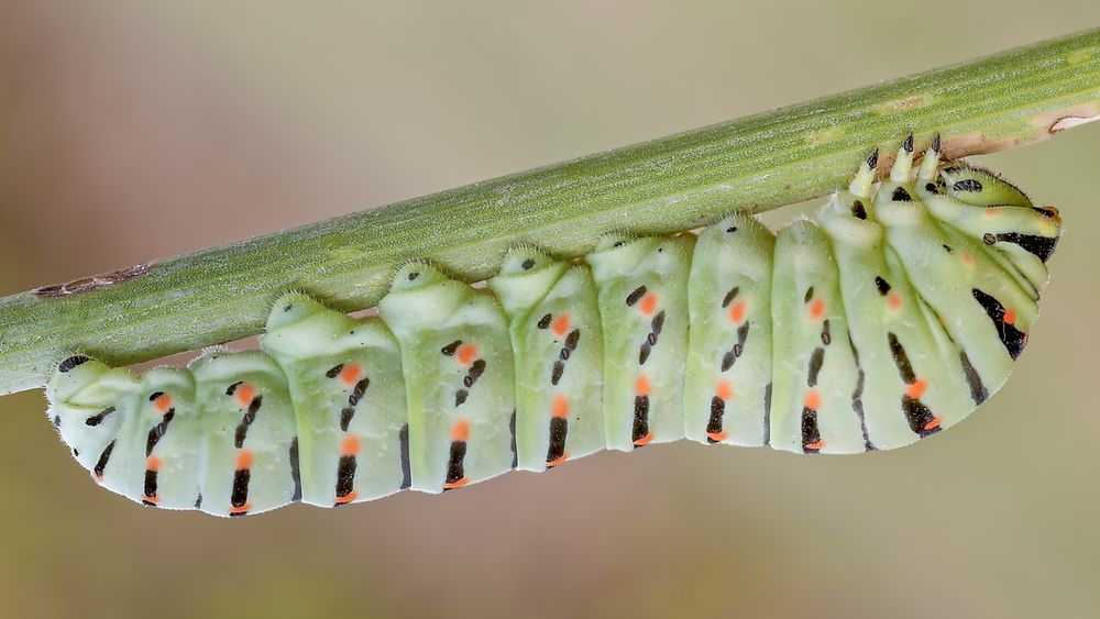 Green caterpillar on twig