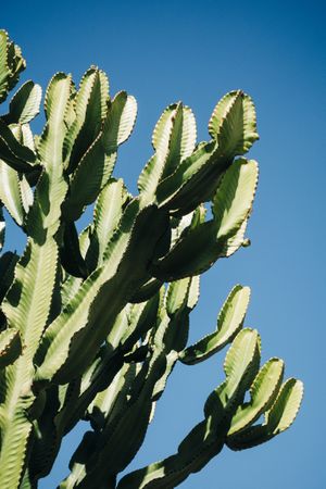 Tall cactus against blue sky