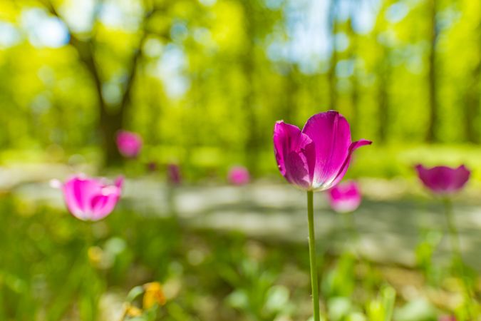 Side view of tulip flower with selective focus