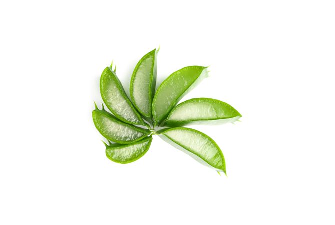Aloe vera slices isolated on blank background. Herbal medicine