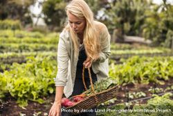 Woman gathering fresh produce into a basket in a vegetable garden 5l6M6b