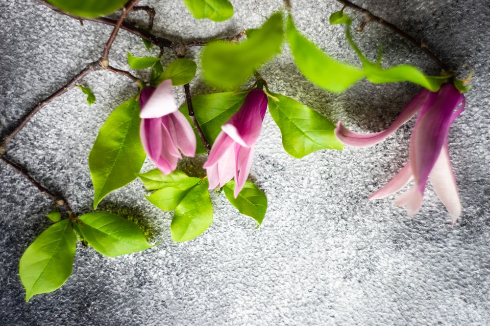 Top view of magnolia blooming creating a floral frame