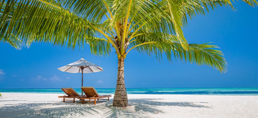 Lounge chairs on a beach under a palm tree