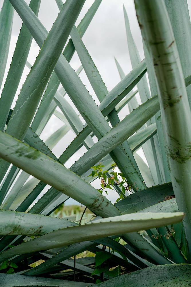 Long succulent plant leaves